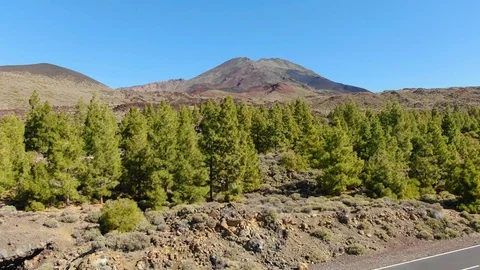 Pine Trees Atlantic Ocean Mount Teide Tenerife Spain Stock Footage 104407494
