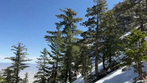 Pine Trees Atop Mt San Jacinto Stock Footage 175835928