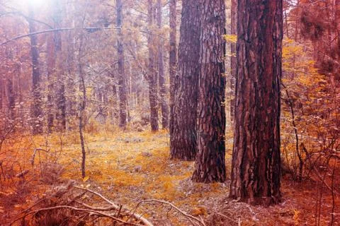 Pine trees in the autumn forest. Bright orange Autumn landscape. Stock Photos