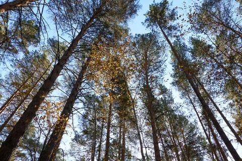Pine trees in autumn forest with fallen leaves on sky background. Foto stock