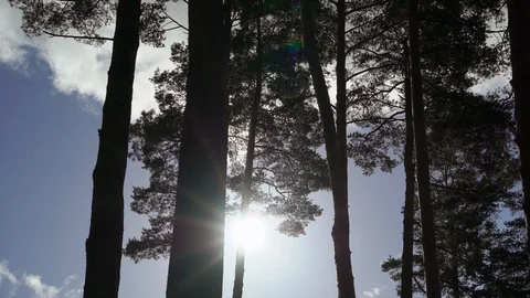 Pine trees at autumn or summer 스톡 동영상 98663970