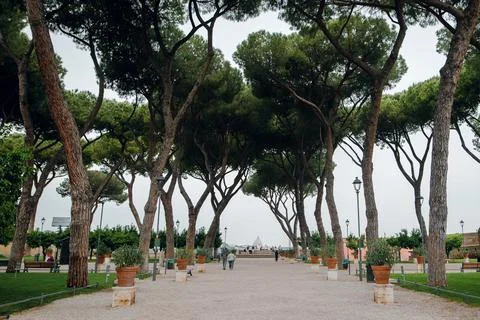 Pine Trees Avenue in Rome Stock Photos