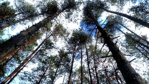 Pine trees on a background of blue sky, from the bottom up. Stock Photos