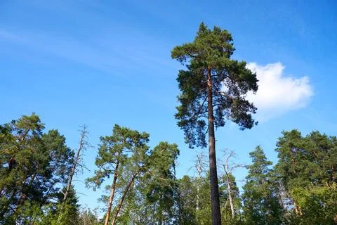 Pine trees on the background of the blue sky in the forest Stock Photos
