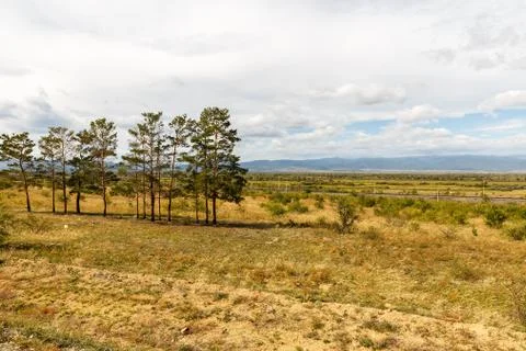 Pine trees on the background of mountains Stock Photos