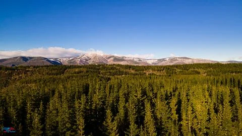 Pine trees with background the mountains with traces of snow from drone view Stock Photos