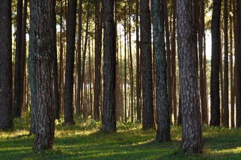 Pine trees background Stock Photos