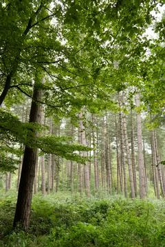 Pine trees in background Stock Photos