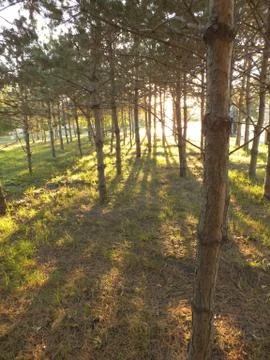 Pine trees backlit Stock Photos