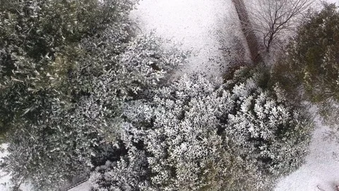 Pine trees in a backyard during a snow storm Vidéo 87262145