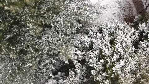 Pine trees in a backyard during a snow storm Stock Footage 87262306