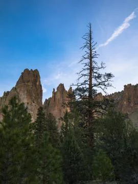 Pine trees with basalt formations in the background Stock Photos