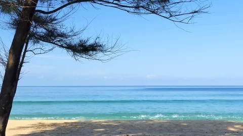 Pine trees on the beach on beautiful sky and sea. Видео 119014930