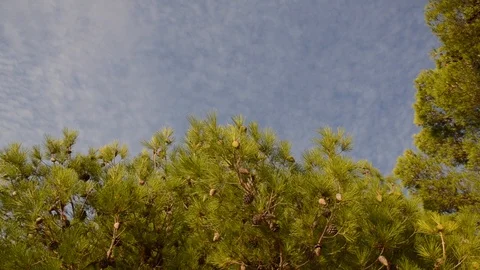 Pine trees on the beach with clouds and sky behind. Water reflection on a tree Stock Footage 101435066