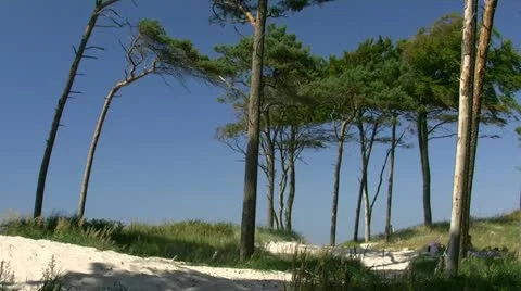 Pine Trees on the Beach on Darss Peninsula - Baltic Sea, Northern Germany 스톡 동영상 12529424