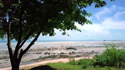 Pine trees on the beach Stock Footage 134439584