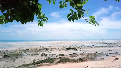 Pine trees on the beach Stock Footage 134439591