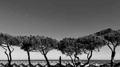 Pine trees on the beach Stock Photos