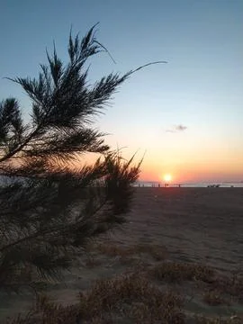 Pine trees on the beach Stock Photos