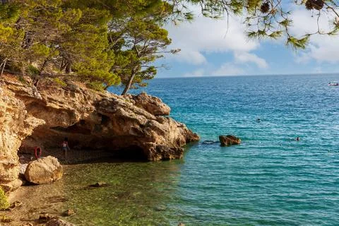 Pine trees on the beach of Punta Rata in Brela, Makarska Riviera, Dalmatia, C Stock Photos