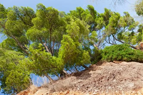 Pine trees on the beach of Punta Rata in Brela, Makarska Riviera, Dalmatia, C Foto stock