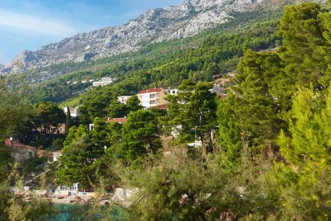 Pine trees on the beach of Punta Rata in Brela, Makarska Riviera, Dalmatia, C Foto stock