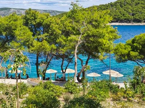 Pine trees on the beach at summer Stock Photos