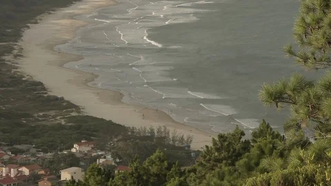 Pine trees with beaches in the background Stock Footage 90972634