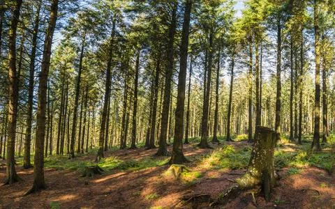 Pine trees in Beacon Fell Stock Photos