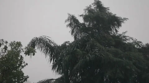 Pine trees being strongly hit by storm and rain. Stock Footage 42441102