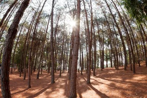 Pine trees from below and sunlight Stock Photos