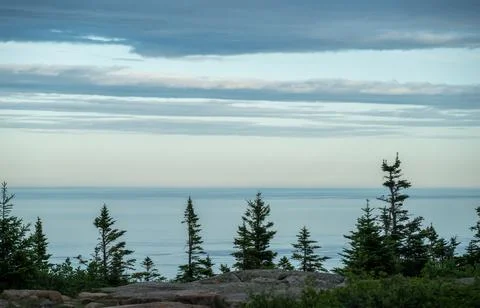 Pine Trees Below Granite Outcropping in Acadia 库存照片