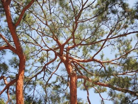 Pine Trees From Below Stock Photos