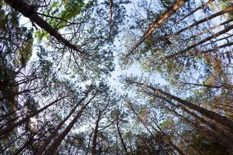 Pine trees from below Stock Photos