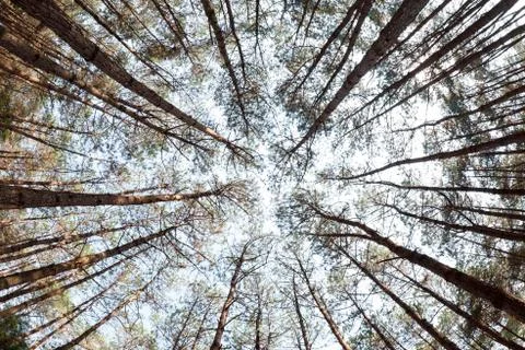 Pine trees from below Stock Photos