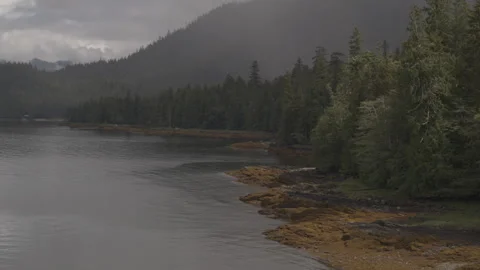 Pine trees beside lake with mountains in background drone Stock Footage 255317588
