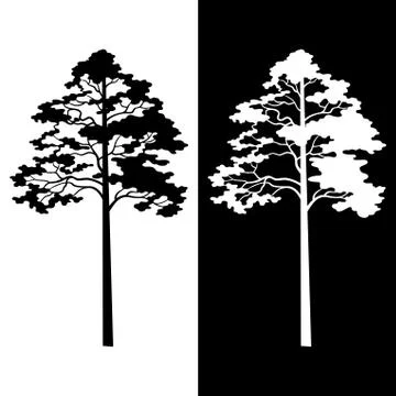 Pine Trees Black and White Silhouettes Stock Illustration