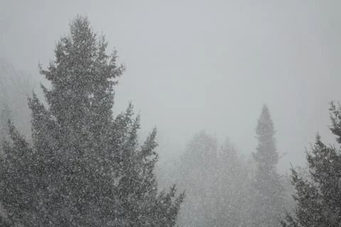 Pine Trees in a Blizzard Stock Photos