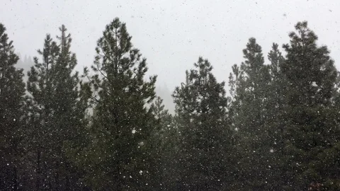 Pine trees blowing in a spring snow storm Stock Footage 88668645