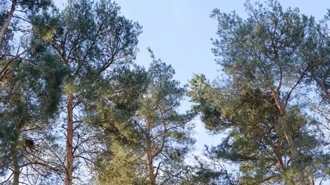 Pine trees blowing in the wind, 4K Stock Footage 102509589