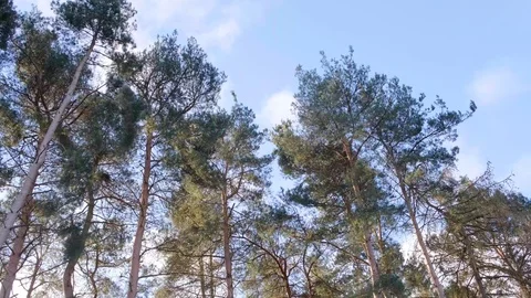 Pine trees blowing in the wind, 4K Stock Footage 102509715
