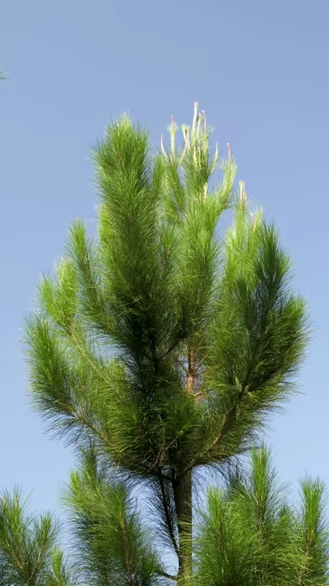 Pine trees blown by the gentle breeze on a bright morning 動画素材 326037541