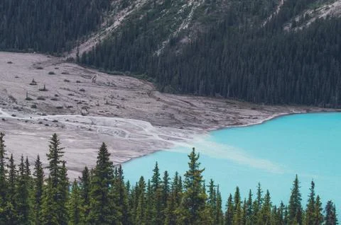 Pine trees by a blue lake Stock Photos