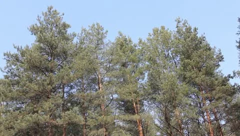 Pine trees on a blue sky background Video stock 10867901