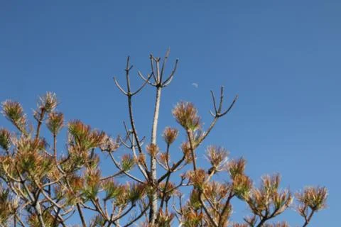 Pine trees with a blue sky background and small sliver of moon Stock Photos