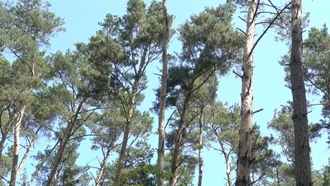 Pine trees in the blue sky. Stock Footage 196072685