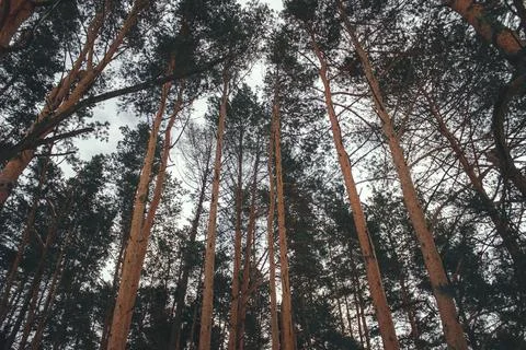 Pine trees bottom view, many coniferous trees, winter forest Stock Photos
