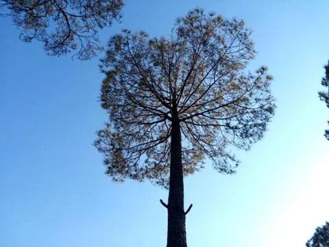 Pine trees bottom view to sky in Tehri Garhwal Uttarakhand Foto stock