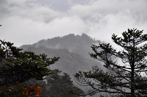 Pine trees branches and rows of ridges with mist Stock Photos