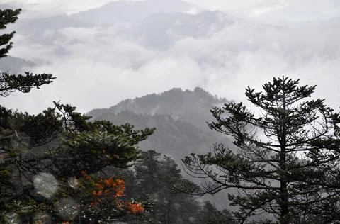 Pine trees branches and rows of ridges with mist Stock Photos